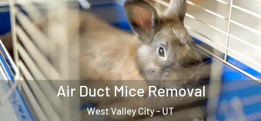  Air Duct Mice Removal West Valley City - UT